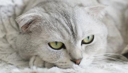 华体会官网：开启体育体验新纪元的官方平台