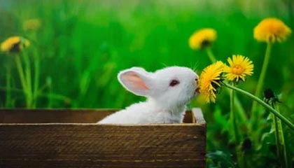 PG电子官网：开启极致娱乐的新纪元